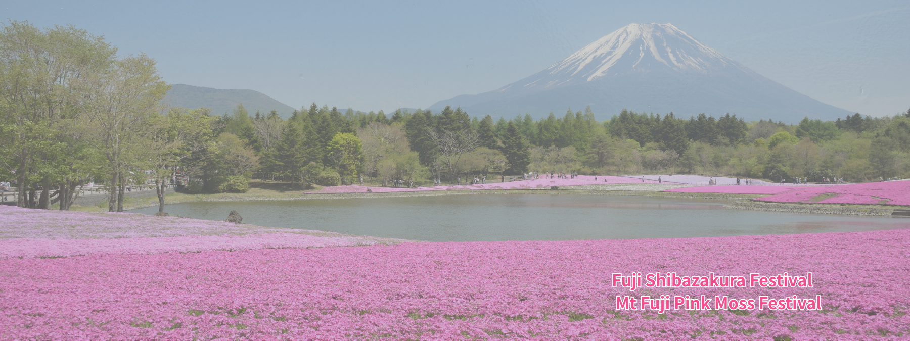 富士芝櫻祭 富士山花海 日本春季花海景點